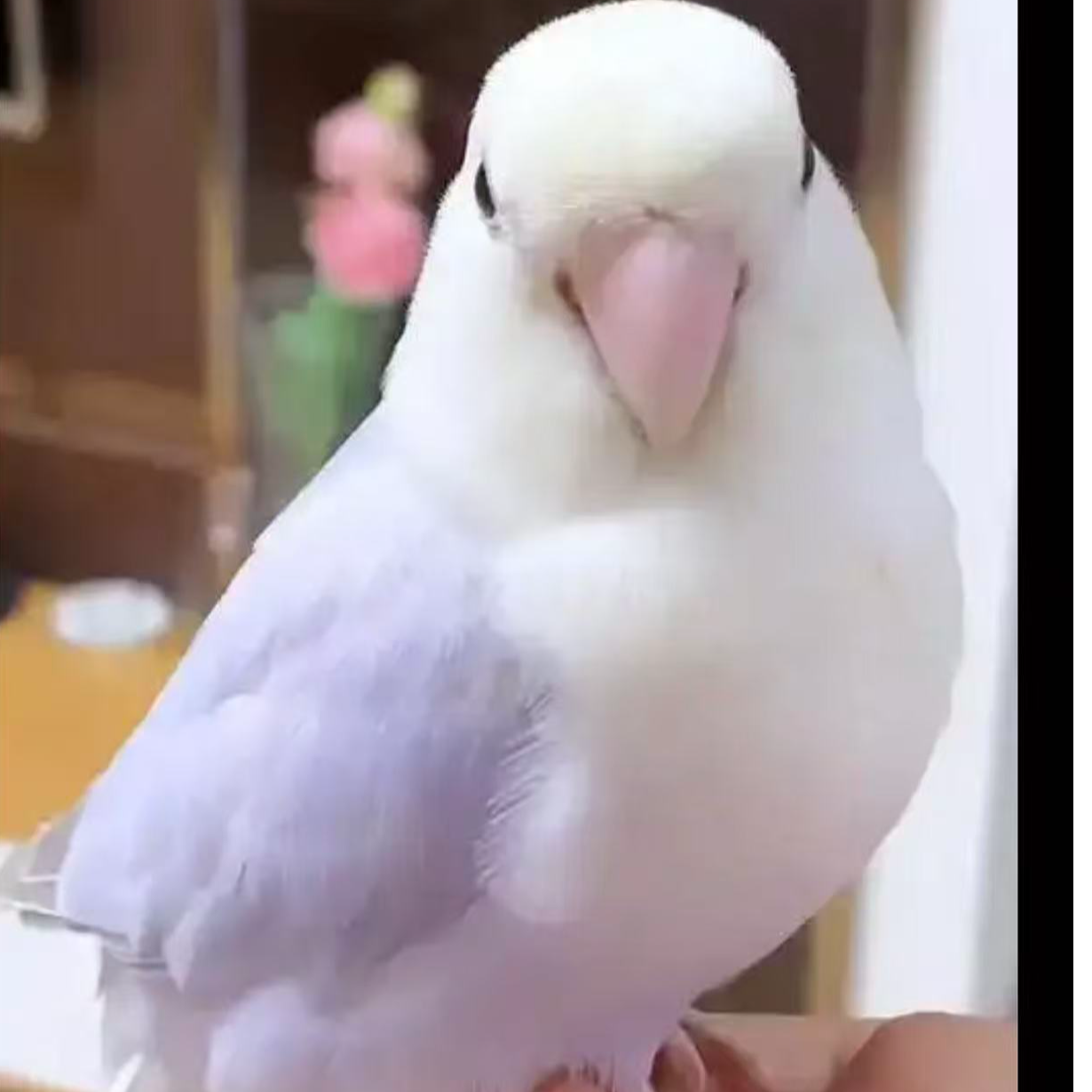 家庭精养手养半毛雏鸟牡丹亲人牡丹鹦鹉活泼/一物一/拍已验卡