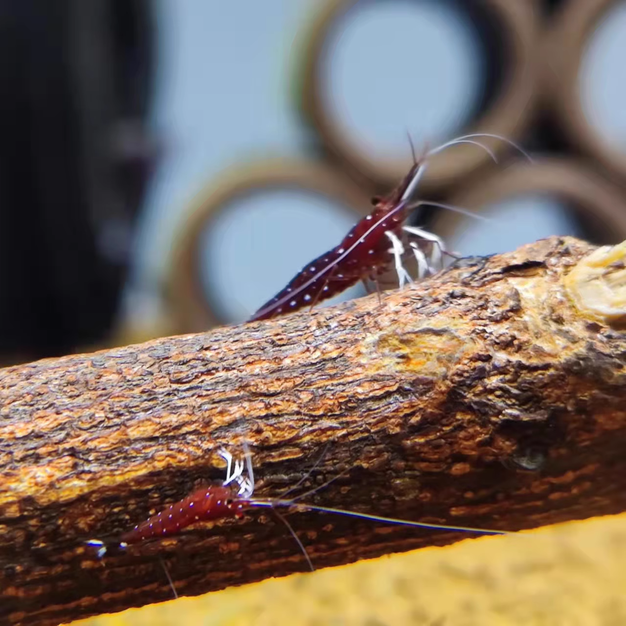 龙眼木水族造景木苏虾苏螺造景沉木树枝