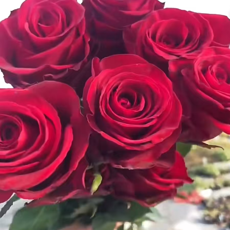 【卓昂玫瑰园】埃及艳后新品玫瑰四季开花大花庭院阳台切花高杯月季