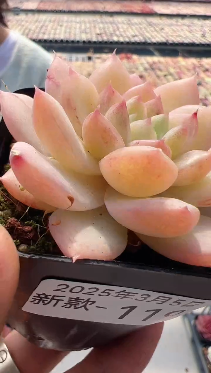 【闪购商品】新款多肉-119