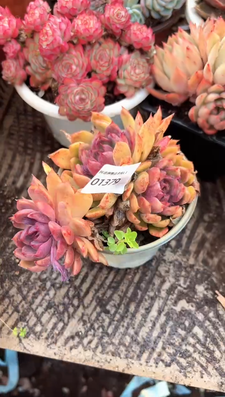 l****灯多肉植物一物一拍01379