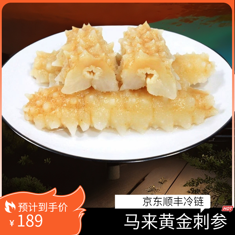 【精品】马来西亚AA级鲜食深海捕黄金刺参