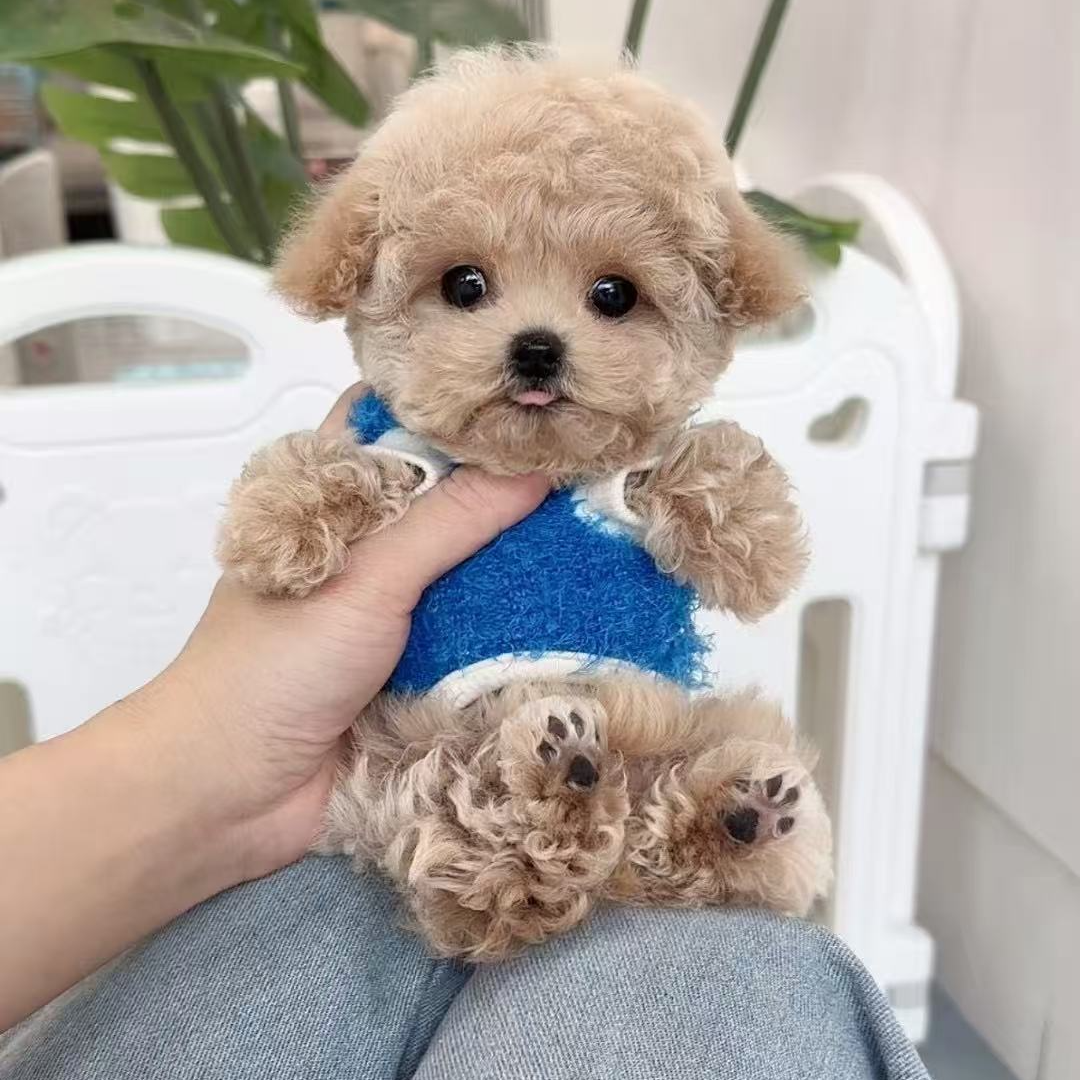 （禧它家）狗狗活体