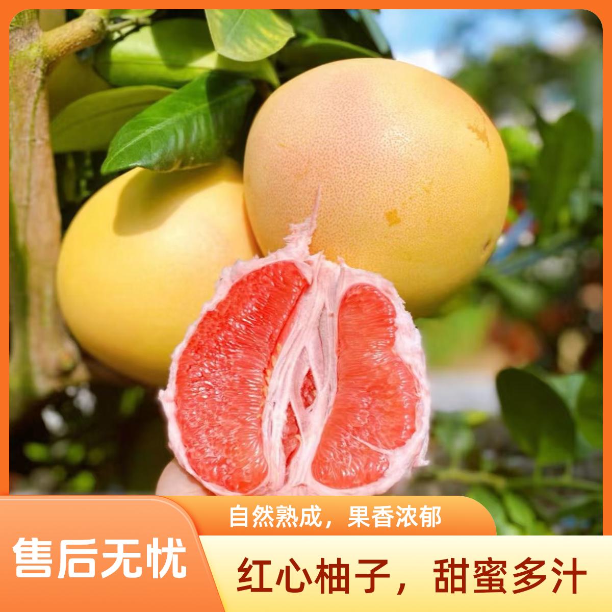福建三红柚1个.2.5-3斤