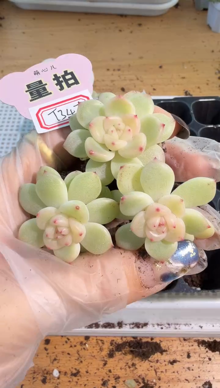 T347/大单双混 3颗量拍混发 满9.9包邮