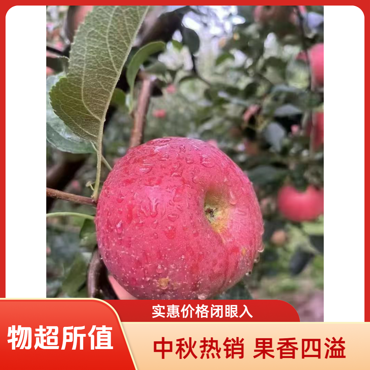 云南昭通丑苹果原产地直发条红片红苹果