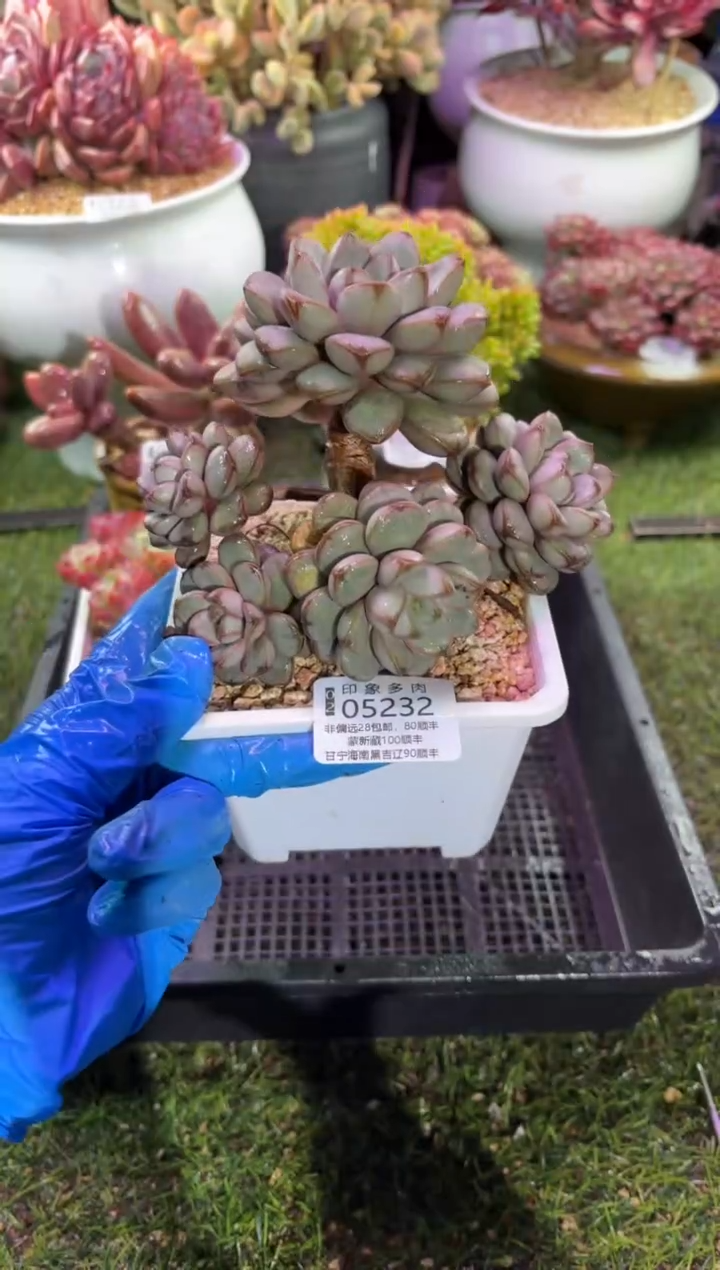 【闪购商品】05232