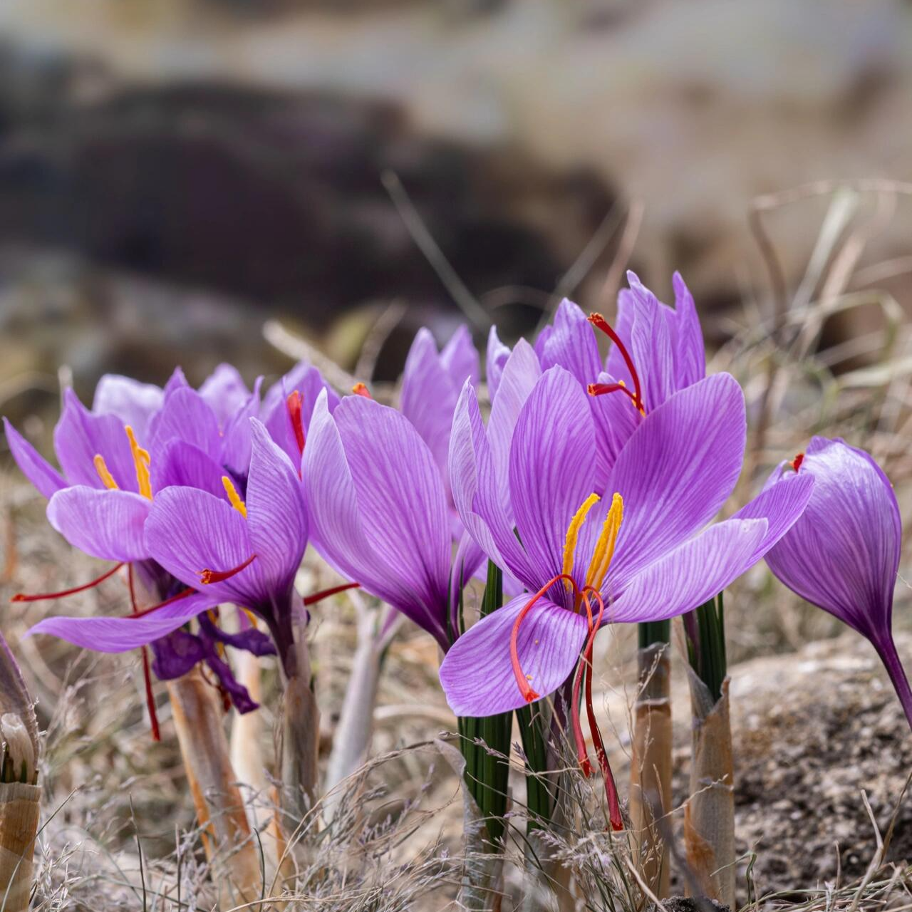 【藏红花种球】多年生庭院阳台球根花卉四季观赏植物简单易种耐寒商品图