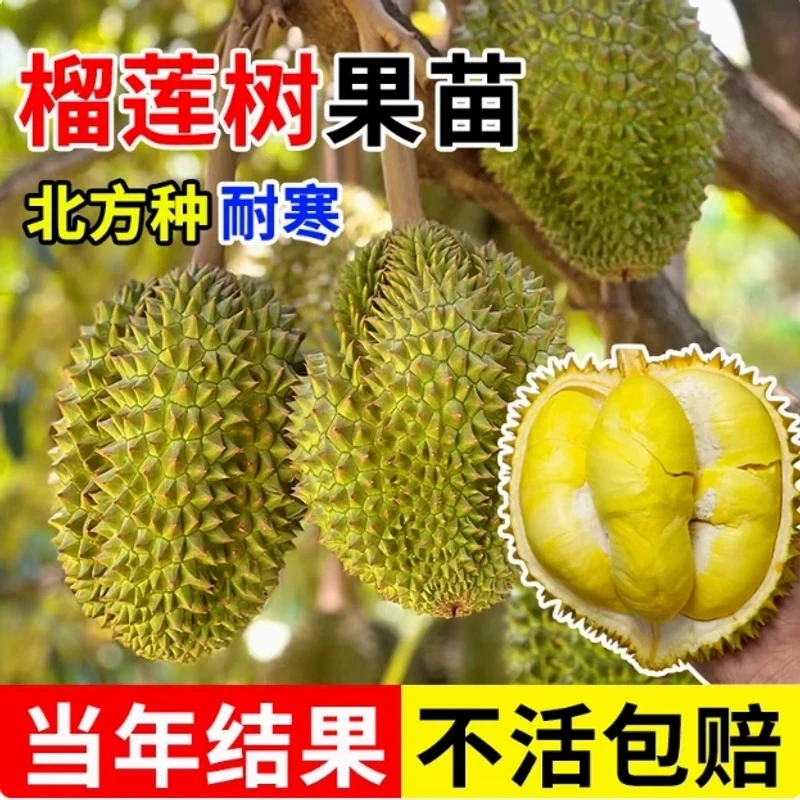 榴莲树苗 耐寒品种 南方北方种植 当年结果