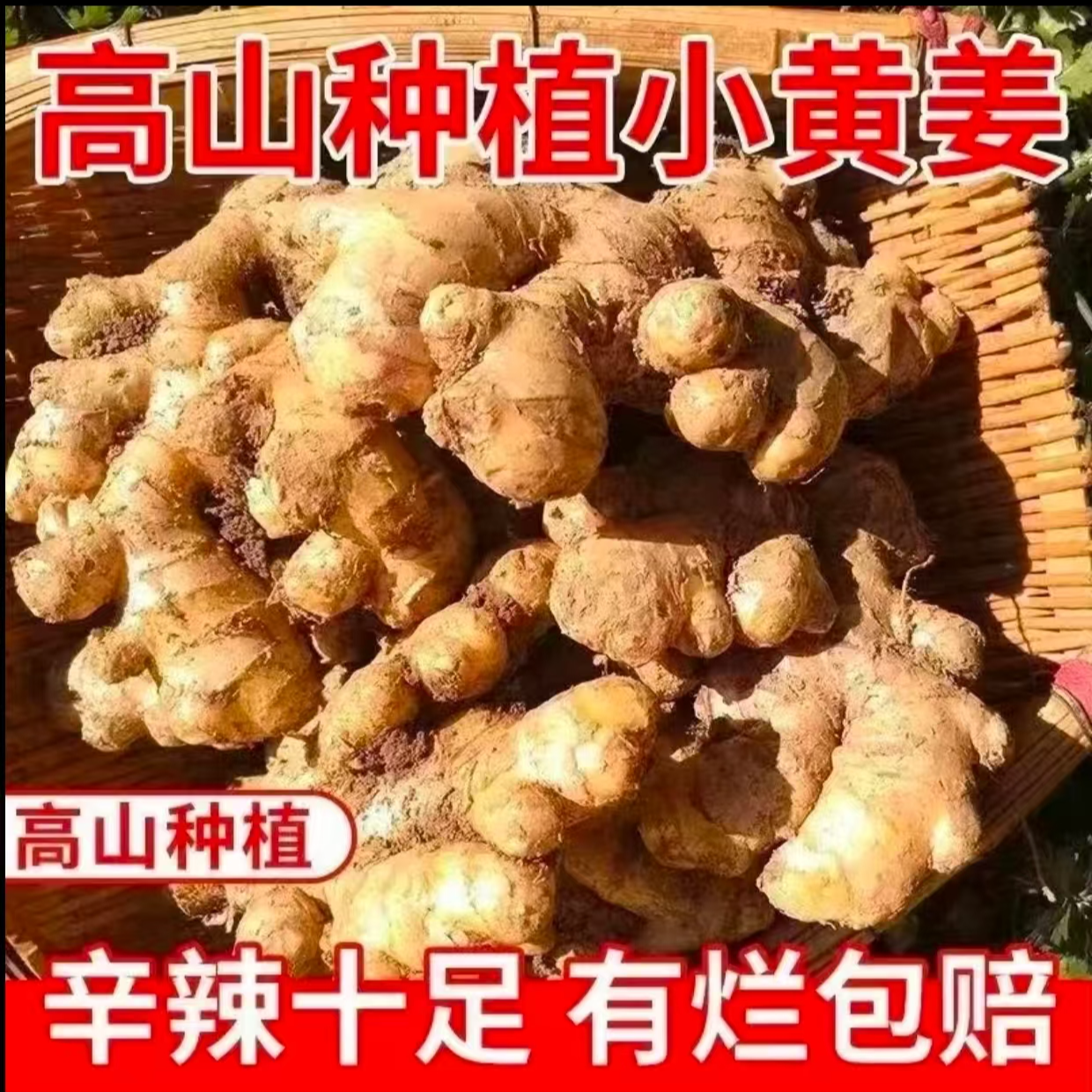 正宗小黄姜生姜种植香味浓郁辛辣适中2025年现挖老姜精品整块发货
