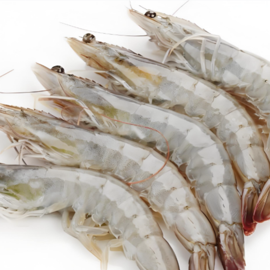 【钳子专属】2030白虾