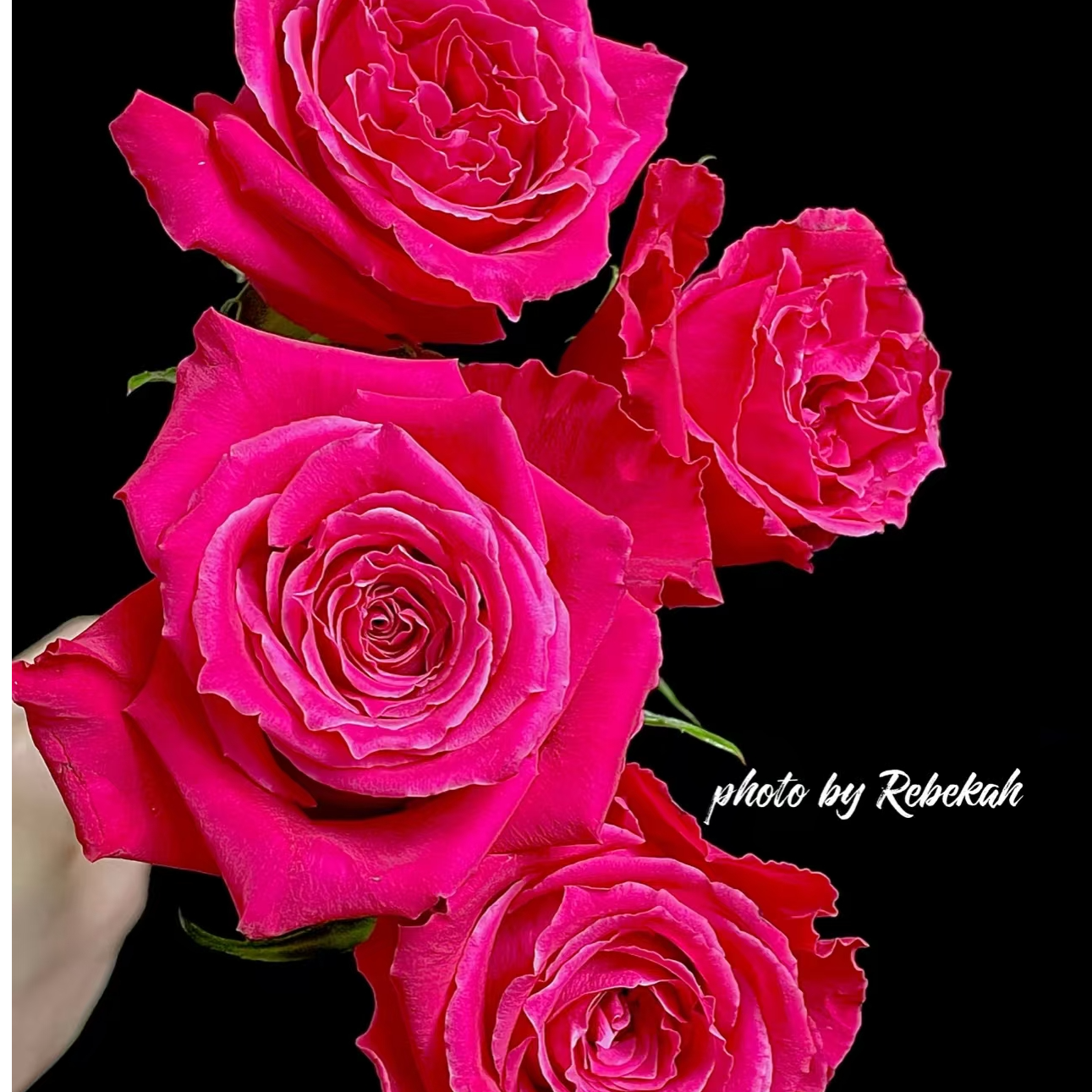 大富贵 浓香精品盆栽月季花