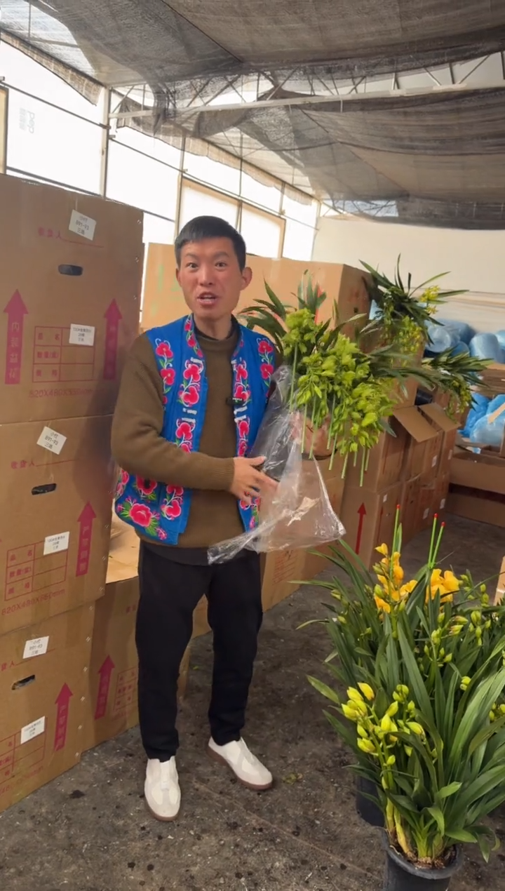 完全开放大花蕙兰拱兰绿精灵八枝花剑