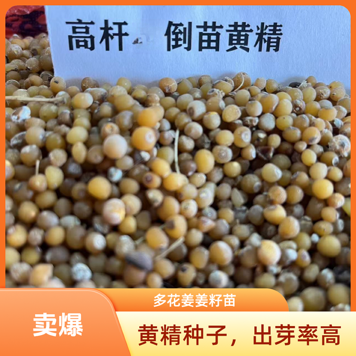 多花姜型倒苗黄精种子（精选种子+送培育技术）
