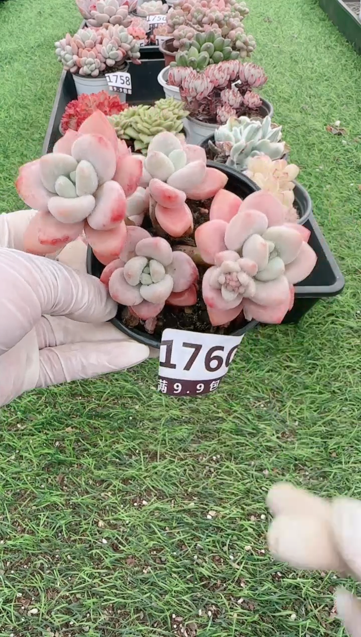 【闪购商品】信福多肉一物一拍