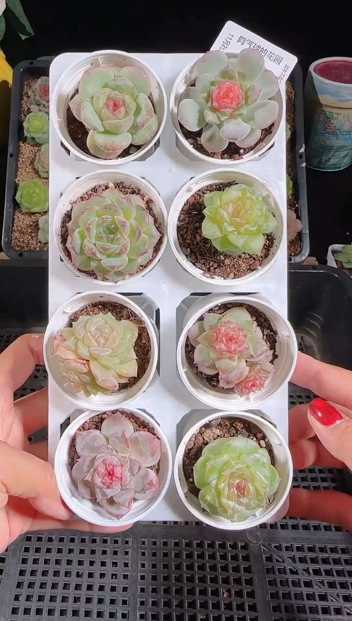 1102-682糖心组合带盆土带托架