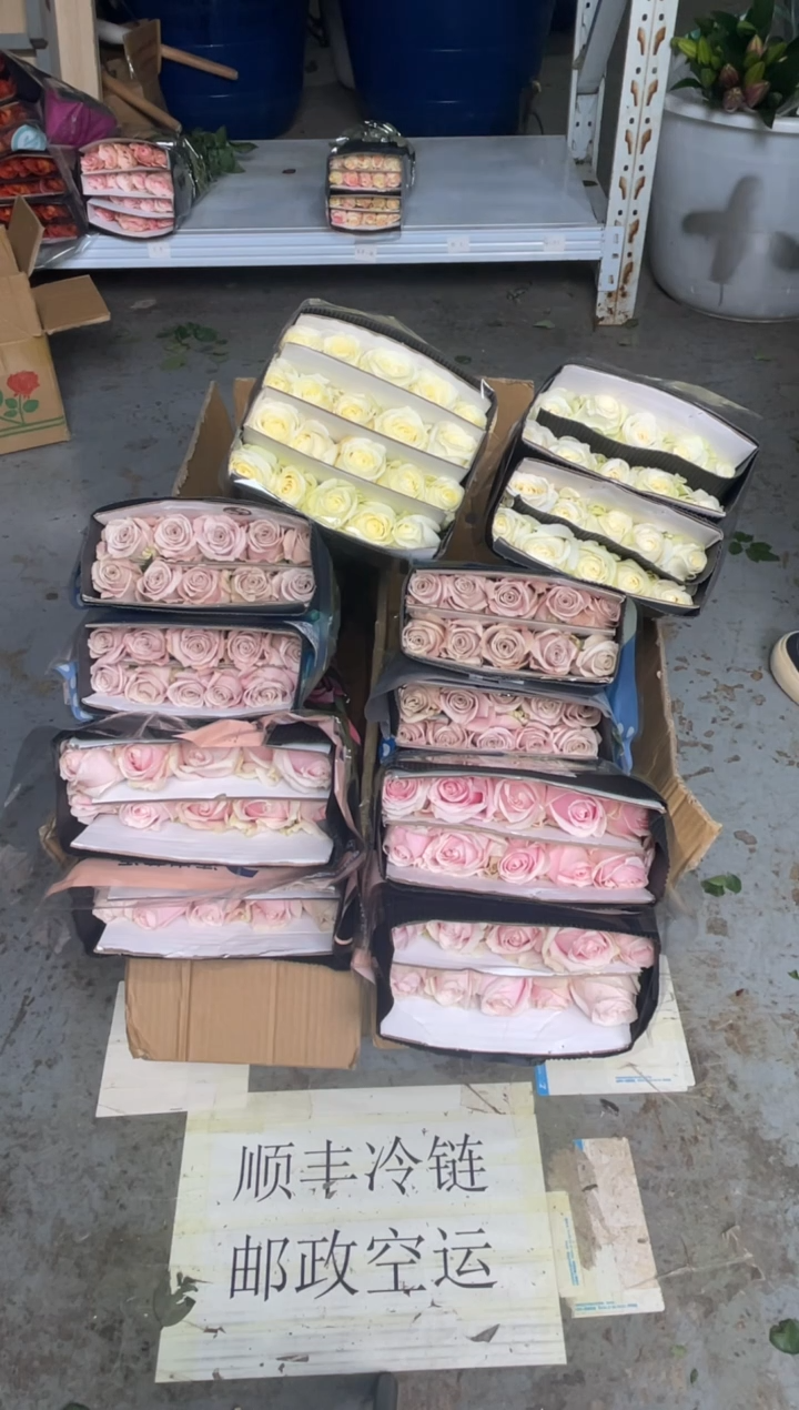 粉红20枝+曼塔20枝+骄傲20枝