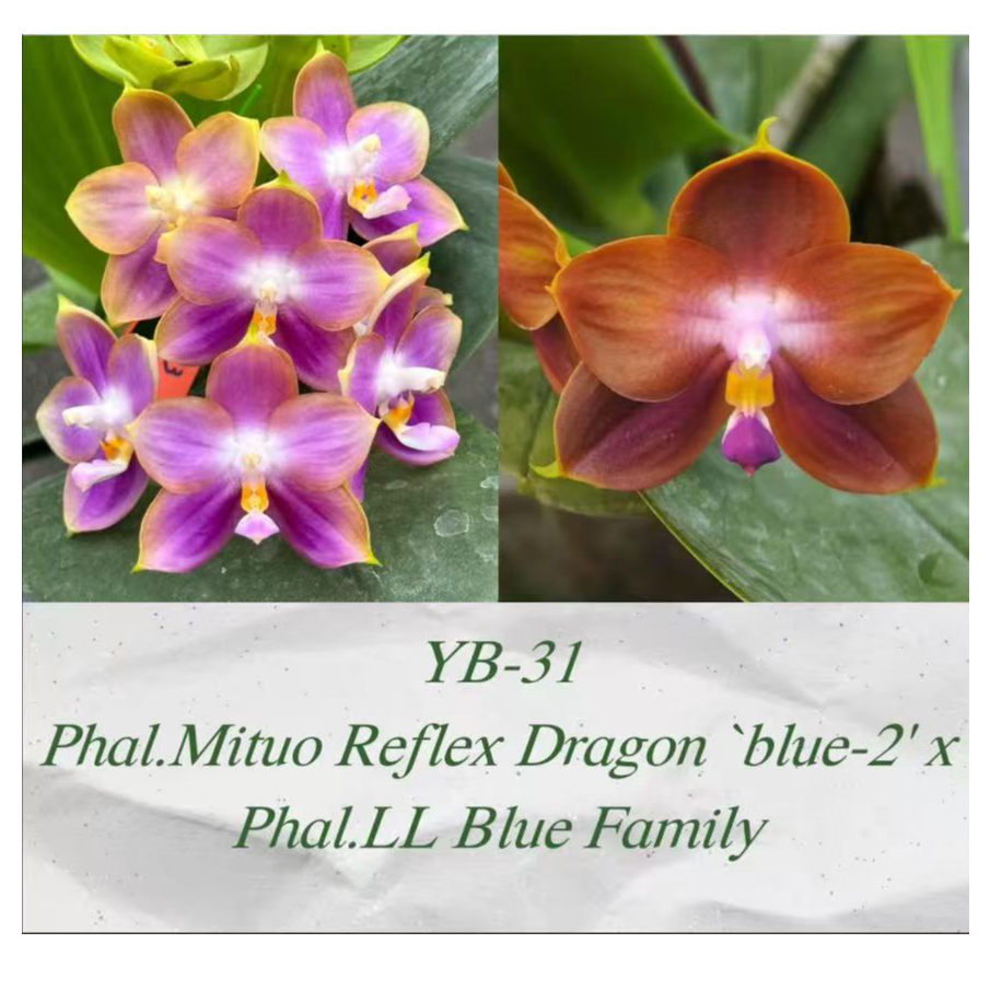 弥陀反射龙交蓝色家族 1.7寸 原生趣味蝴蝶兰【锦尚兰业】