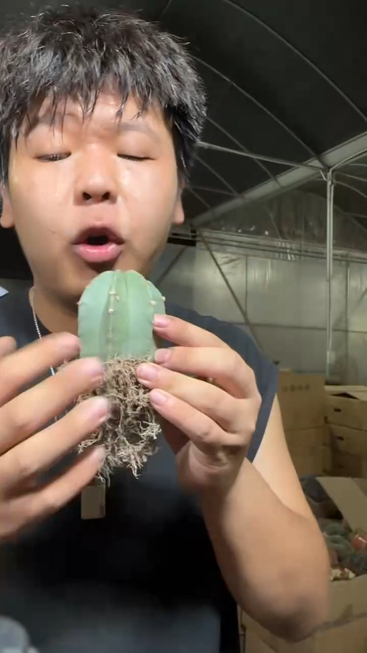 2颗 单头 微刺虾 实生根