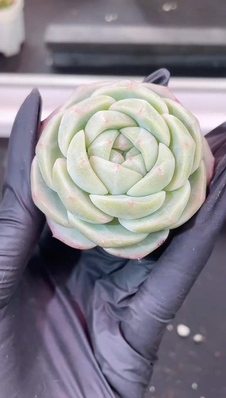 闪购1879  新翡灯多肉一颗  4厘米