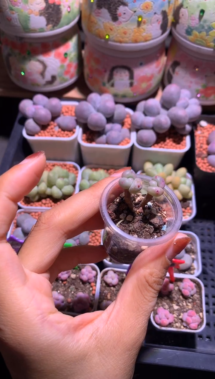 手****✨送苹果奶酪多肉