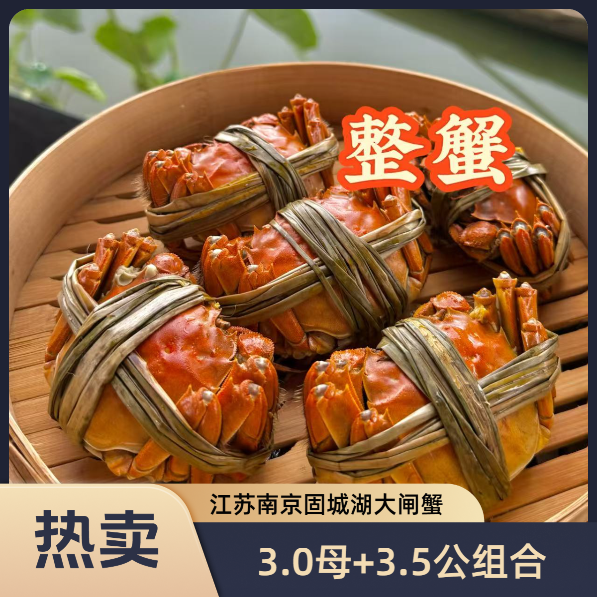 【活蟹现发】江苏大闸蟹 母蟹2.8-3.0两/公蟹3.3-3.5两 组装