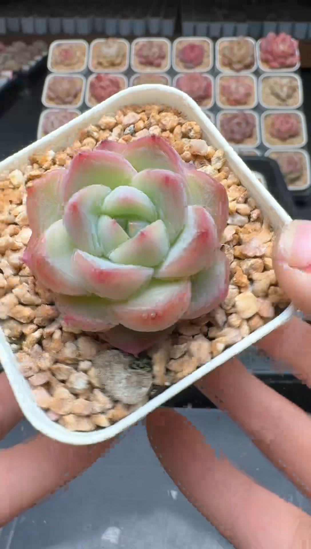 【闪购商品】3单包邮珍妮多肉一物一拍493