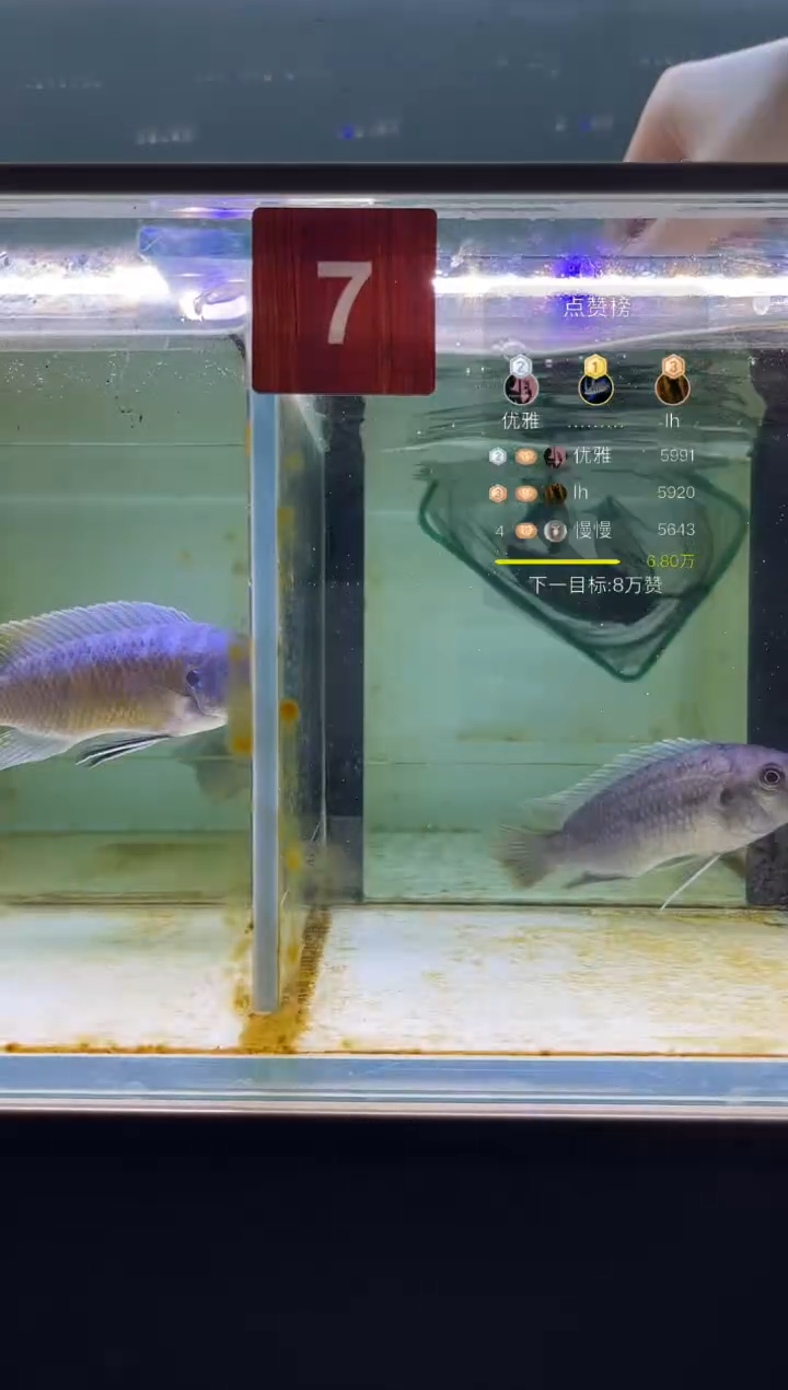 海水三湖慈鲷野生