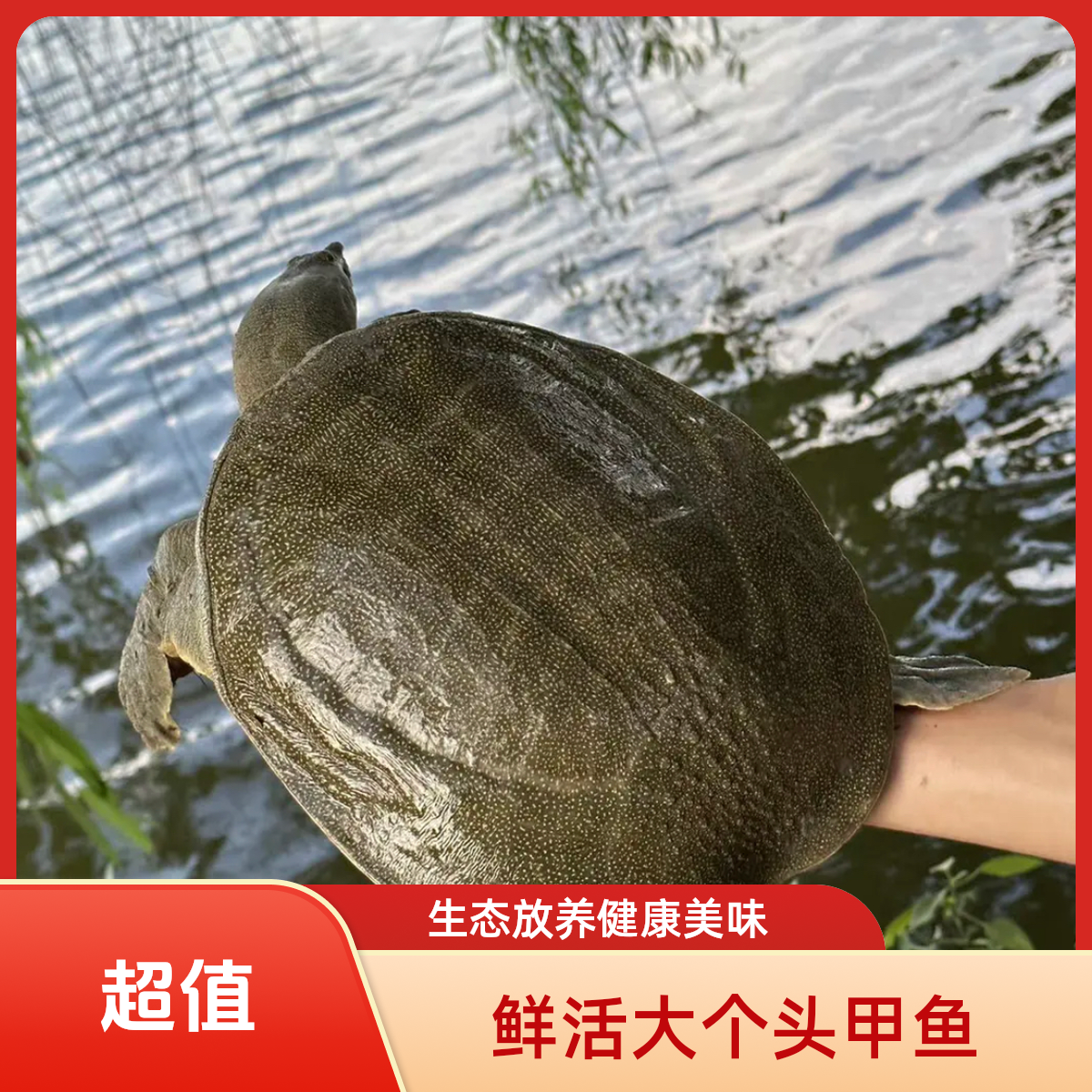 鲜活甲鱼福利【2只装】到手不低于5斤 青黑背水鱼团鱼甲鱼 顺丰包邮