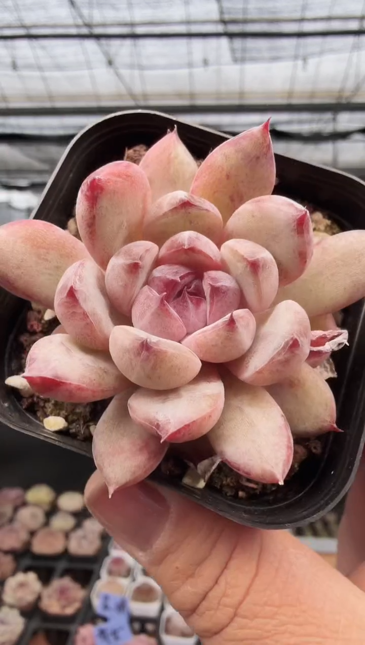 东云多肉园新款-172