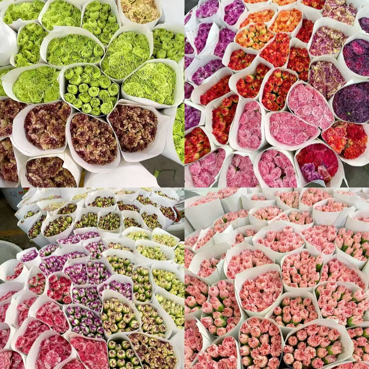 【康乃馨】全场一单顺丰/德邦/两单加保鲜剂和配草