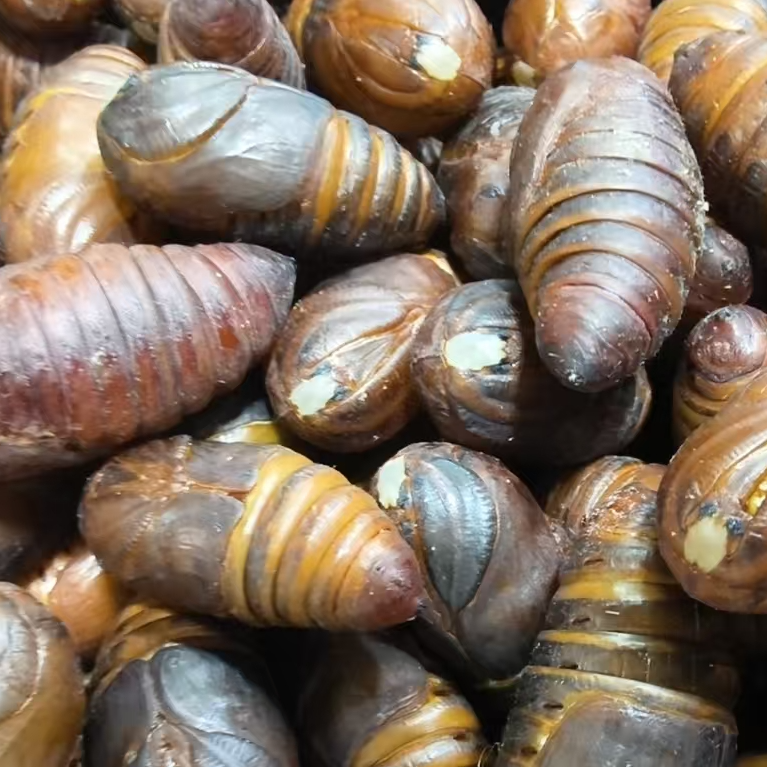 小二黄，现割鲜活蚕蛹