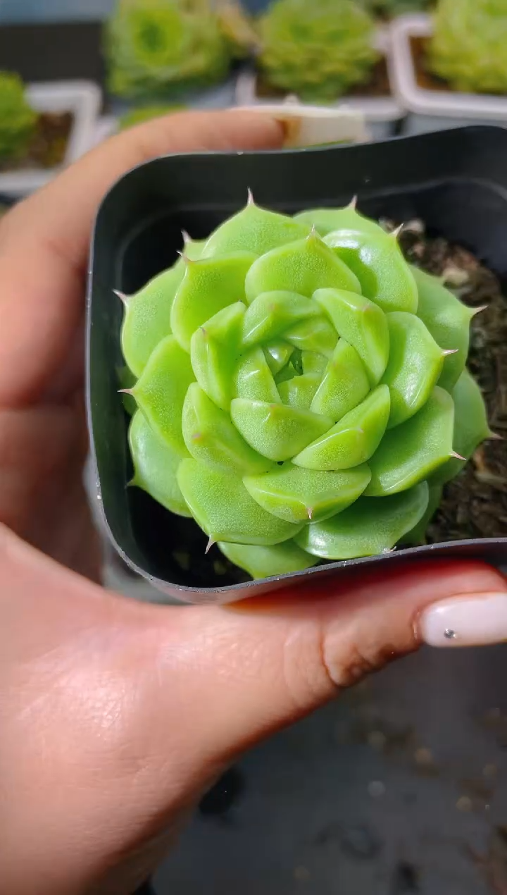 120优选一物一拍