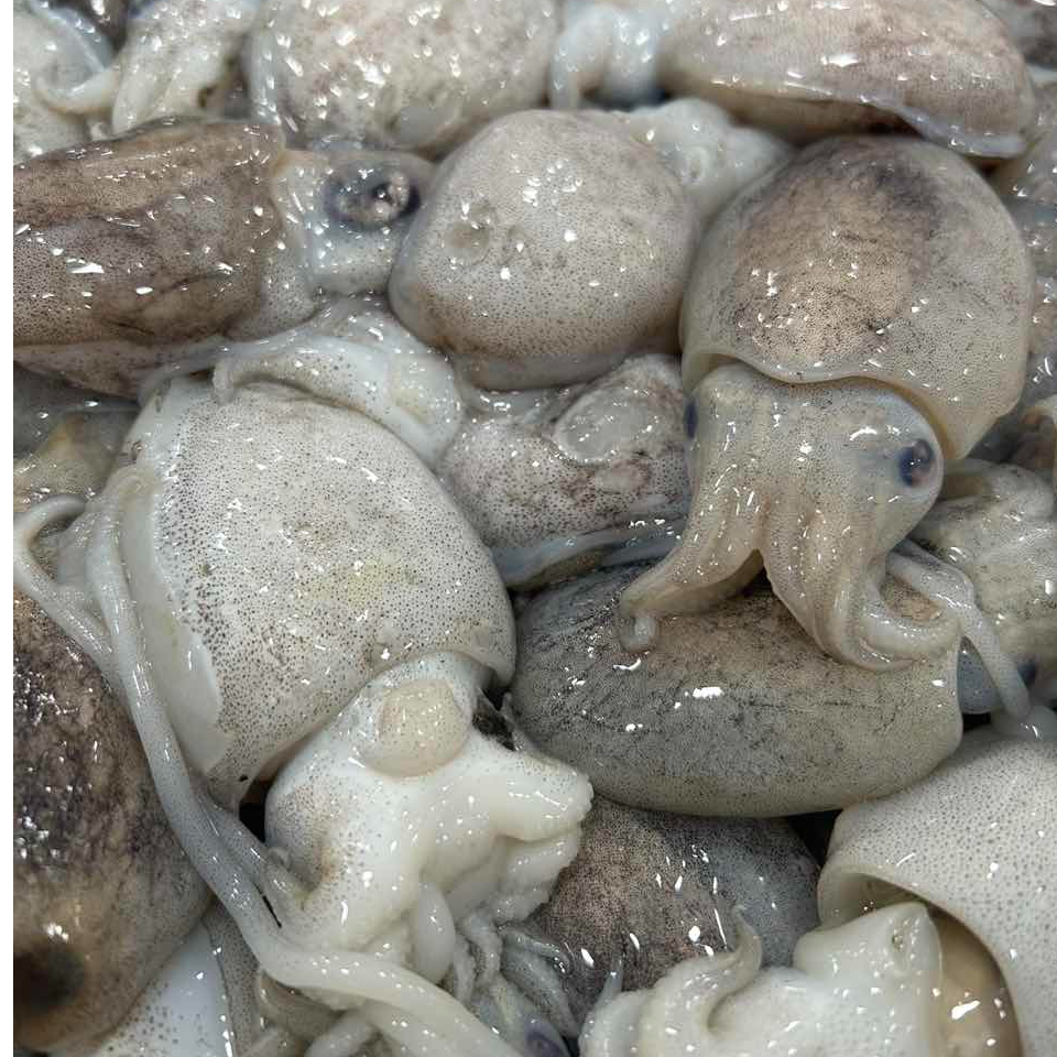 新鲜海捕小墨鱼  顺丰