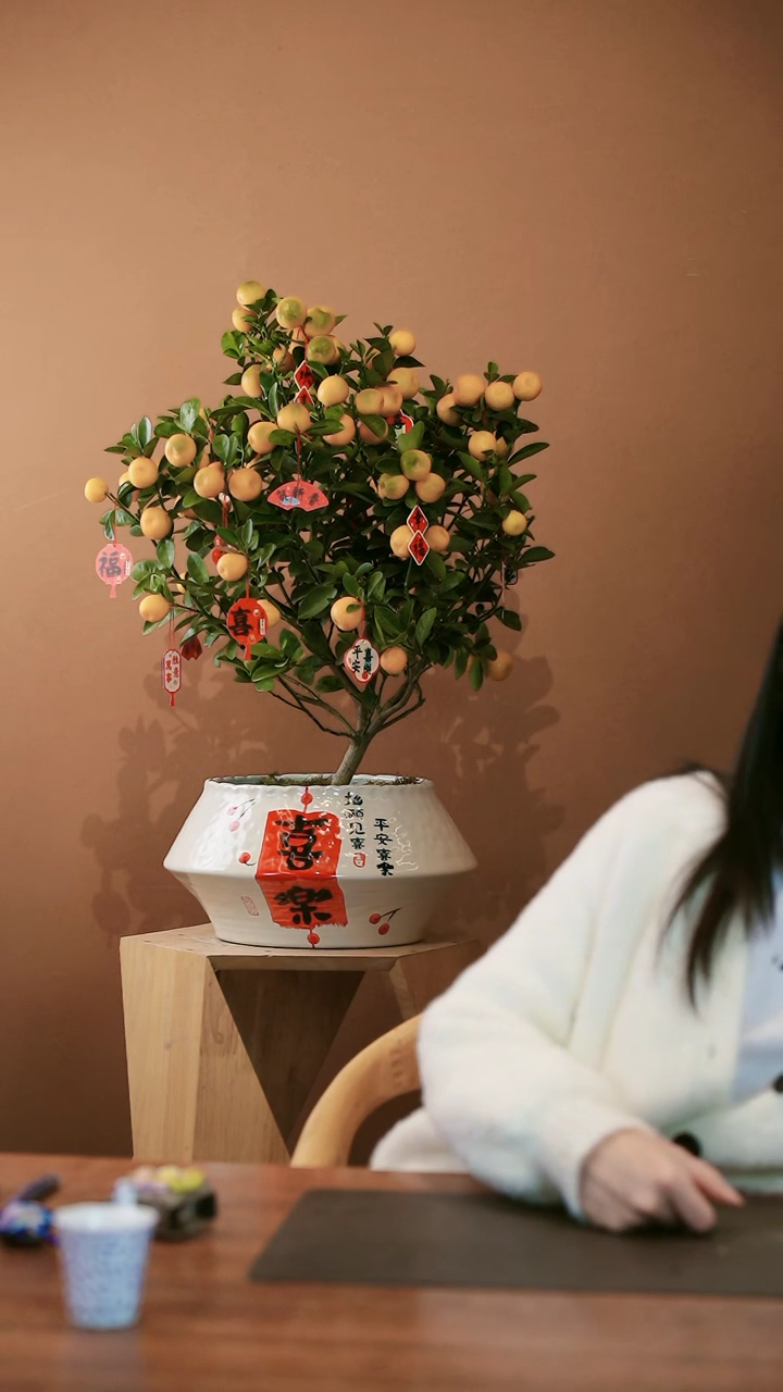 【闪购商品】盆景大金橘·