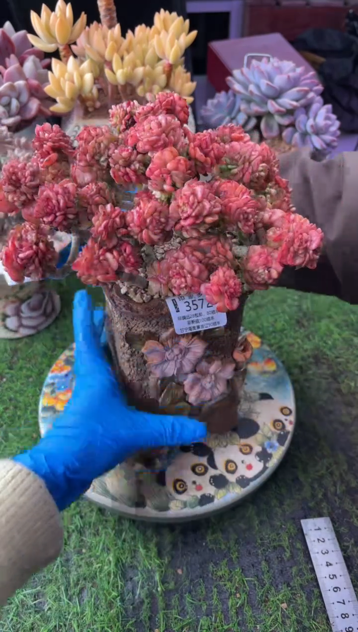 昆明印象多肉3572