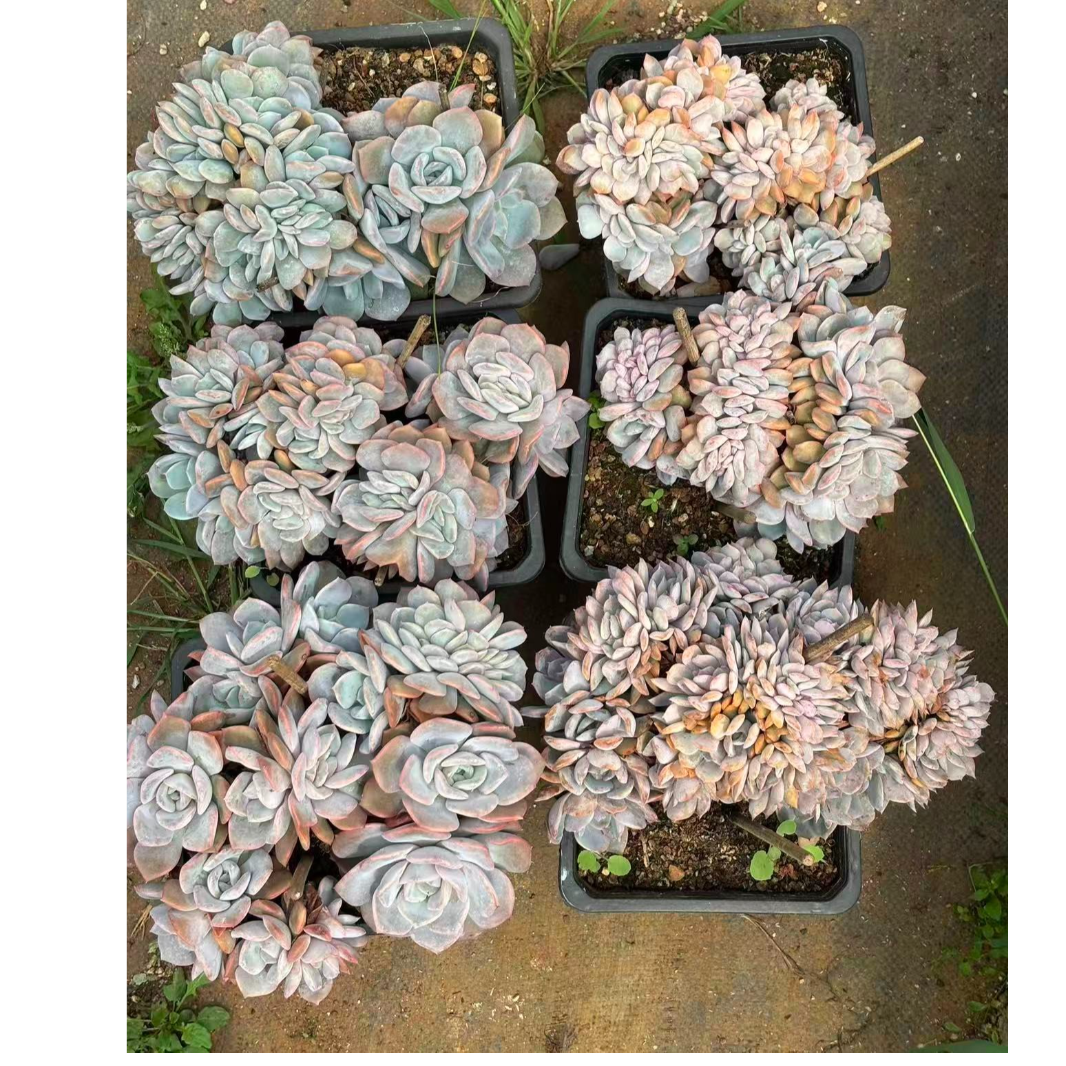 植迷园艺多肉植物9月12日菲欧娜缀