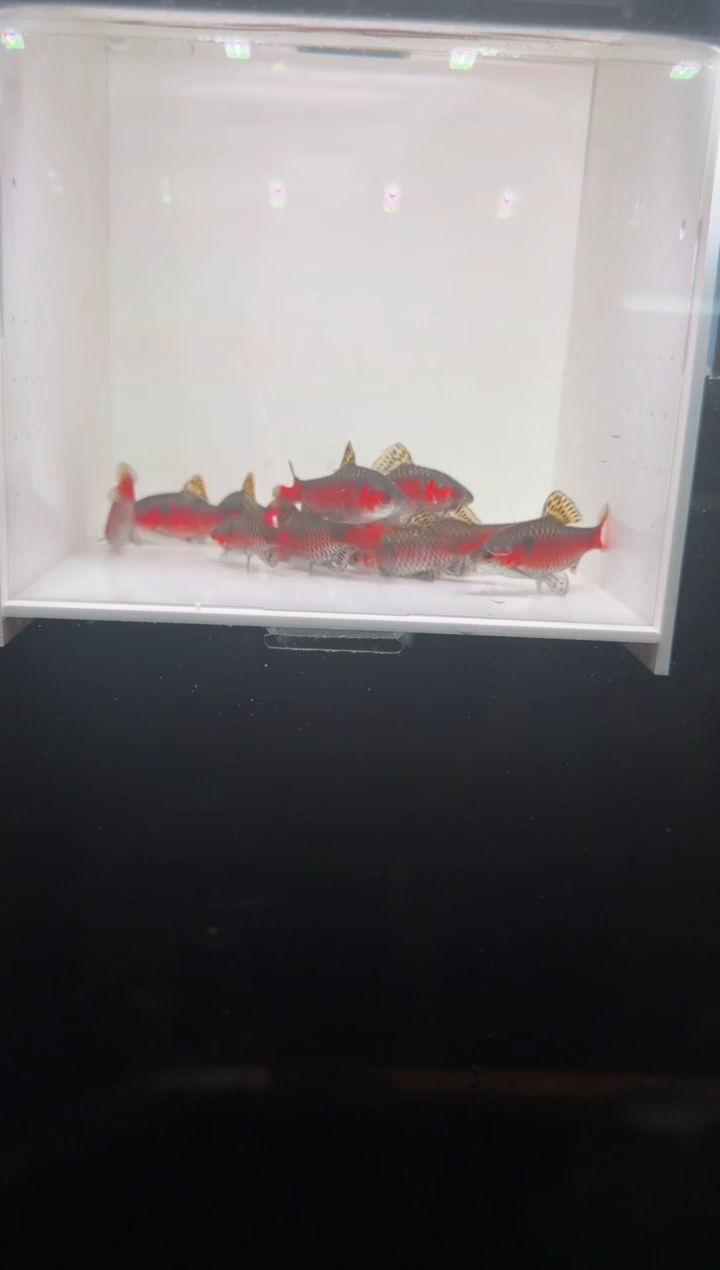 工具鱼钻石彩虹鲫13