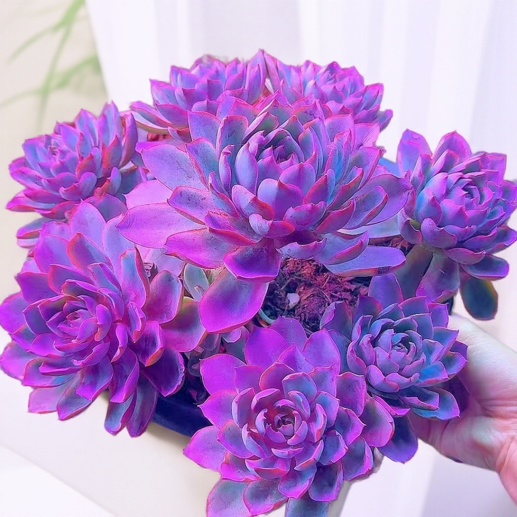 米淇家的老桩赫拉多肉植物美观净化空气新手好养活