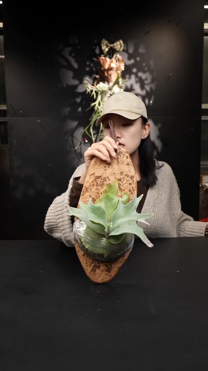 不开花植物LC1224 -04 银华