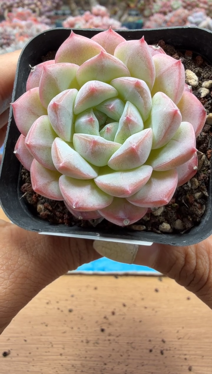 东云多肉园二店-118