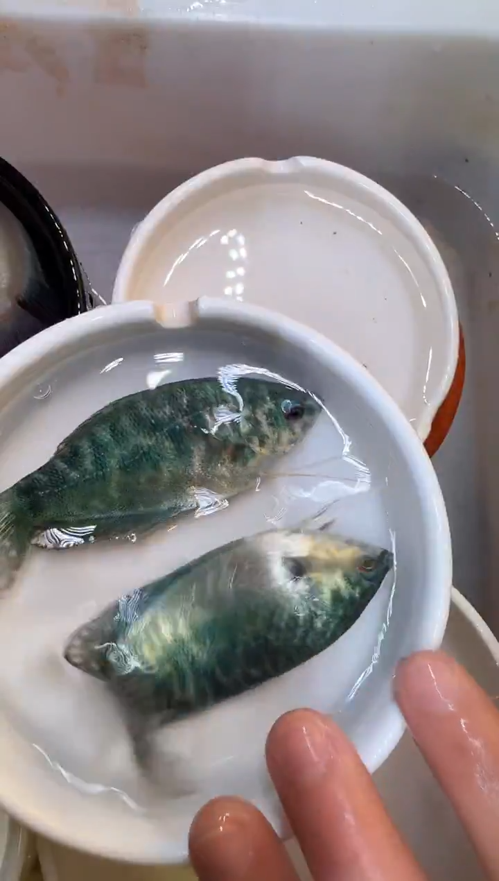 红宝石鱼曼龙蓝色3送2条备损  