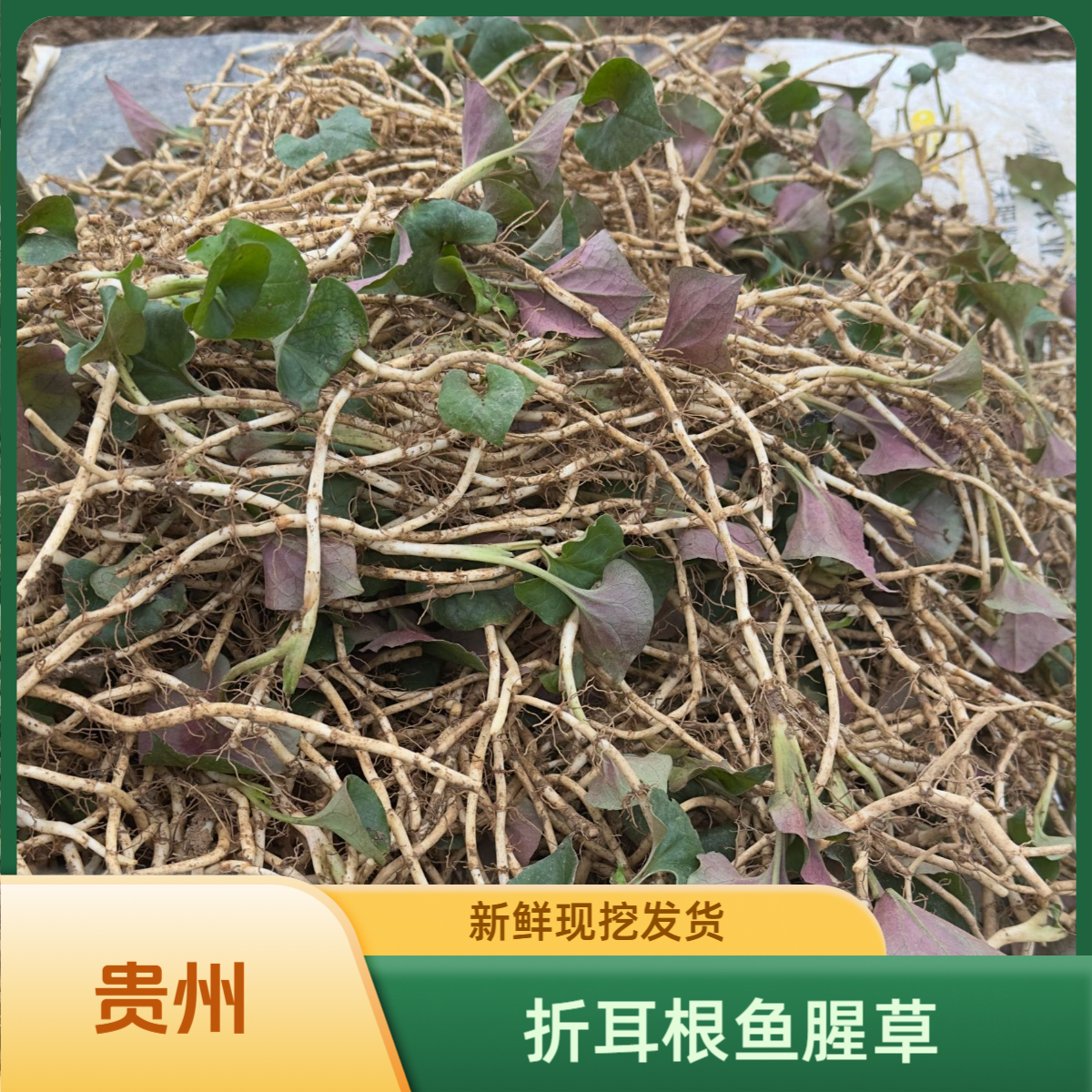 （北方专拍）贵州折耳根鱼腥草新鲜带叶带泥现挖