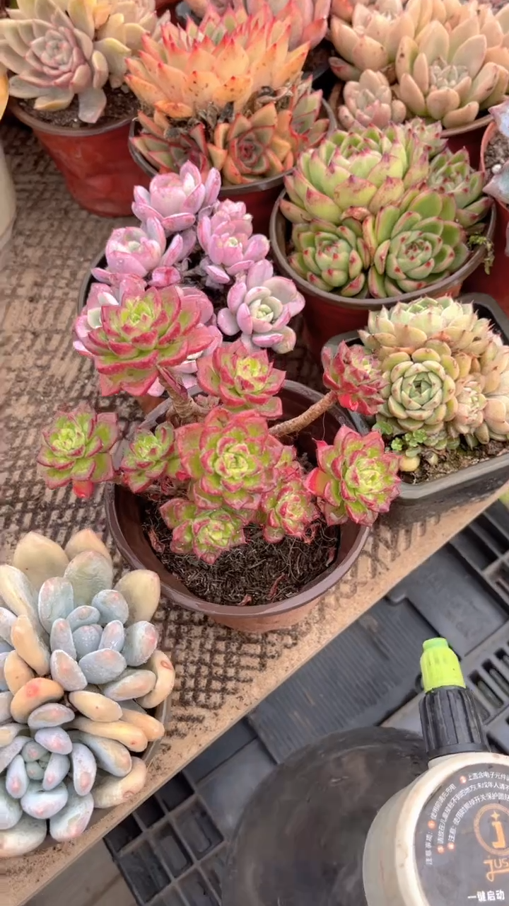 清*跃跃精品多肉03039