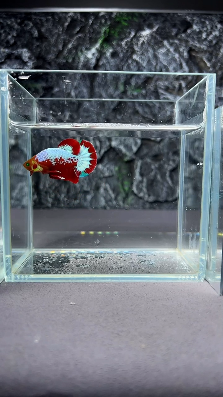 斗鱼竞拍链接A088