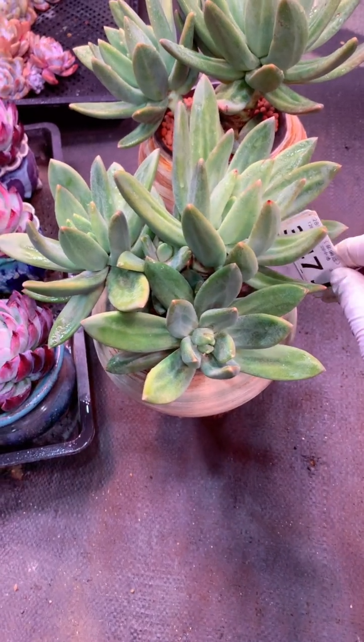 海洋之歌347J（一物一拍，精品多肉，w所见即所得 ）