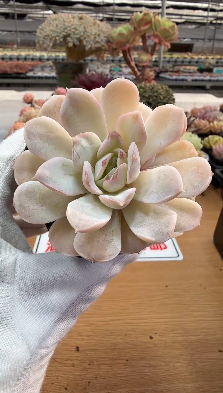 东云多肉园二店-201