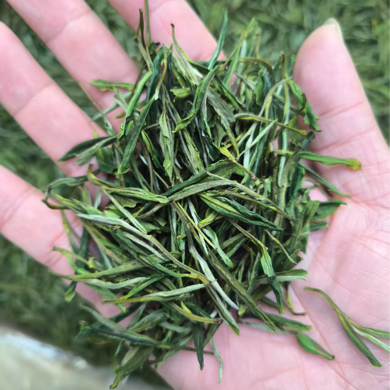 【口粮毛峰】2025年春季新茶黄山毛峰高性价比