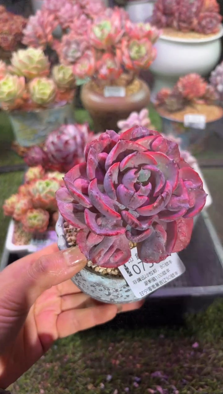 【闪购商品】07580脱土带盆