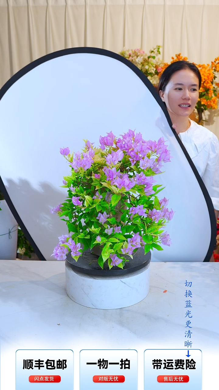 大部分开放少量花苞粉红豹